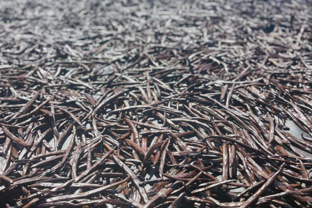 Hvad er Planifolia (Bourbon) vanilje?