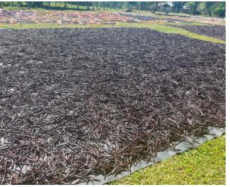 Vaniljemarkedet i 2025  Hvad sker der lige nu?