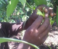 Bestvningsproces af vaniljeplanten blomst