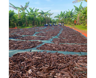 Vaniljemarkedsrapport  November 2024