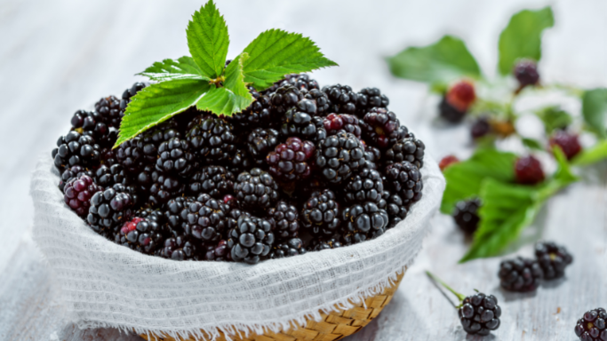 Brombrguf med vaniljepulver