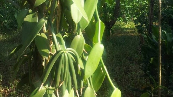 Under tørre- og modningsprocessen mister stængerne ca. 80 % af deres vægt; 5-6 kilo grøn vanilje giver derfor cirka 1 kilo tørrede vaniljestænger.