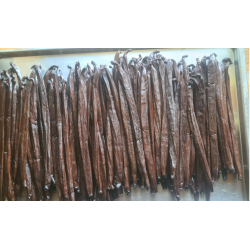 GOURMET - Vanilje Polynesisk - XL