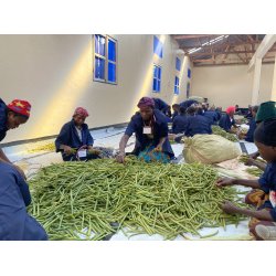 Grade A Premium vaniljestnger  Uganda